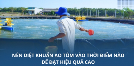 Nên diệt khuẩn ao tôm vào thời điểm nào để đạt hiệu quả cao